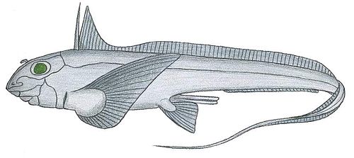 Cuban chimaera